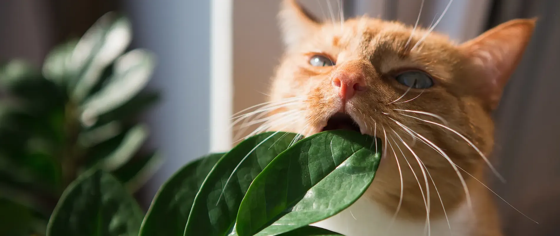Giftige planten voor katten