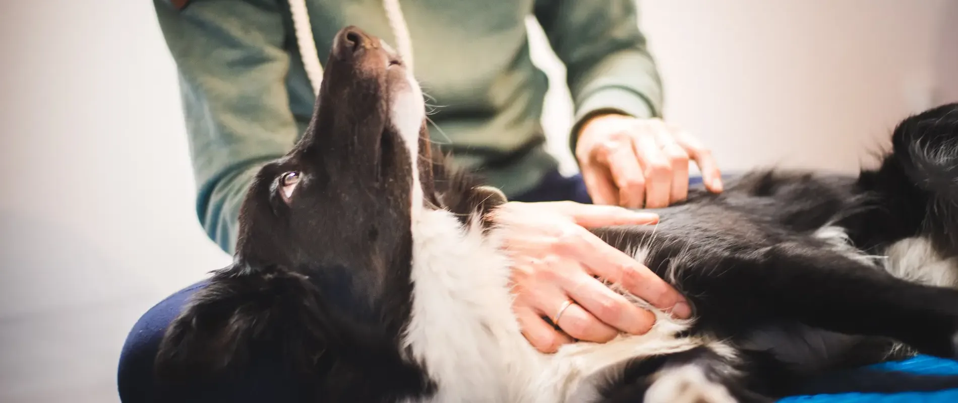 Hondenmassage is goed voor gedrag, gezondheid en sport
