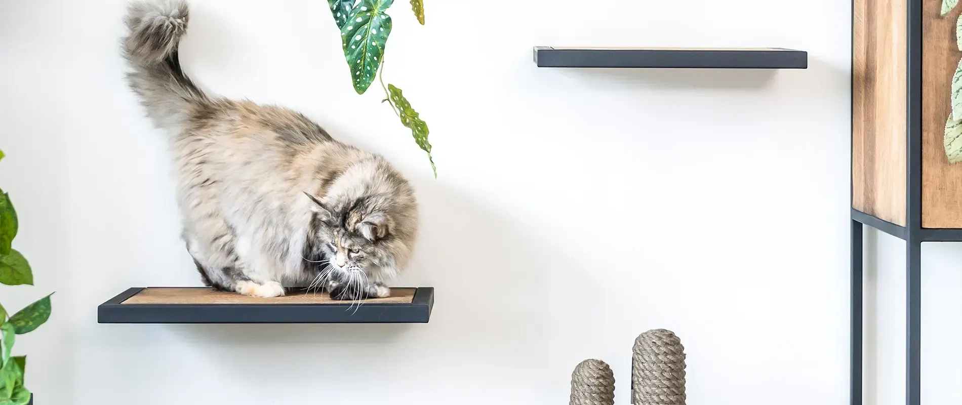 Waarom katten van hoge plaatsen houden