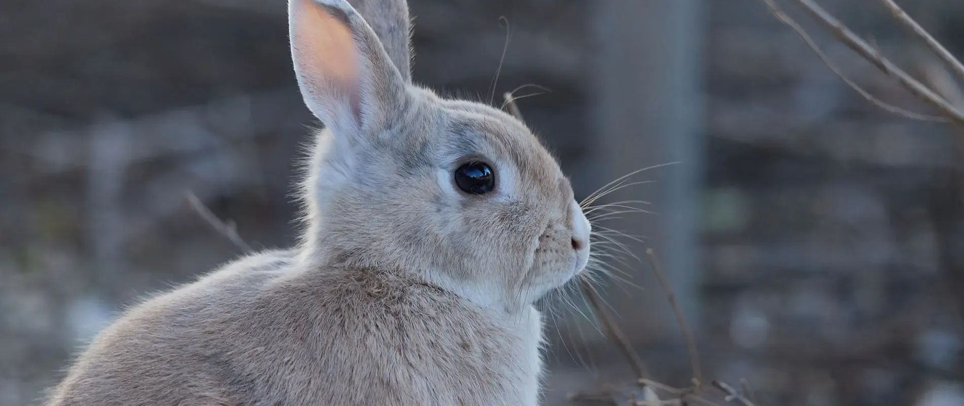 Tips voor een konijnenhok buiten in de winter